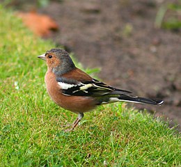 Erdei pinty (Fringilla coelebs)