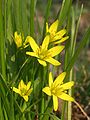 Gagea lutea