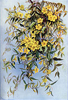 Carolina Jessamine