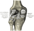 Articulația genunchiului stâng din spate, arătând ligamentele interioare