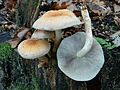 Hypholoma capnoides