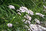 Thumbnail for List of plants in the Gibraltar Botanic Gardens