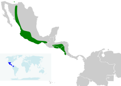 Distribución de I. pustulatus