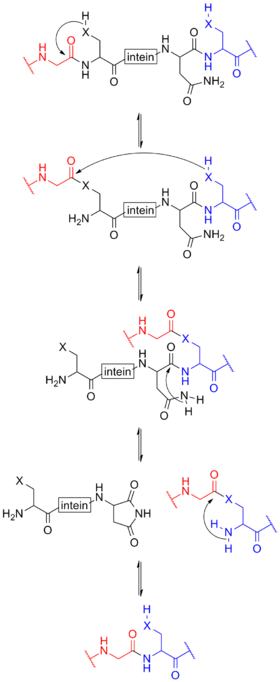 mechanism of protein splicing involving inteins