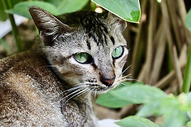 Foto kucing yang saya ambil sendiri menggunakan Canon EOS 850D