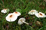 Lepiota cristata