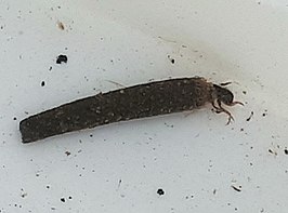 Limnephilus vittatus