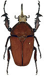 Mecynorhina ugandensis