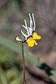 Nemesia cheiranthus