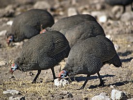 Helmikana (Numida meleagris)