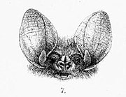 Drawing of bat head