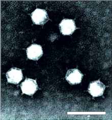 OSD.Finnlake.Fig1 v2 WEB-Finnlakeviridae (B).png