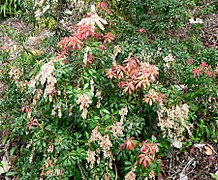 Pieris