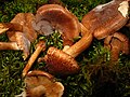 Tricholoma imbricatum