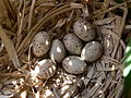 Common moorhen (Gallinula chloropus), small clutch