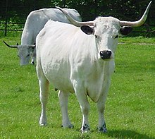 la vache blanche vue de face possède de longues et fines cornes en lyre haute ; en arrière plan, un autre animal possède un cornage similaire.