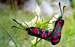 Zygaena carniolica – seitlich