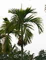 Areca catechu