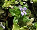 Bacopa caroliniana