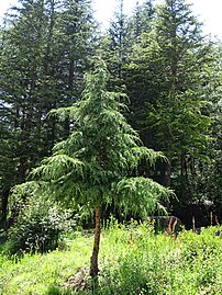 Young tree in India