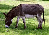 A donkey