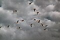 Marais de la Macta : vol de Flamants roses.