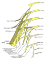 Plano dos plexos sacral e pudendo.