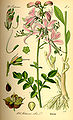 Illustration from Flora von Deutschland, Österreich und der Schweiz 1885