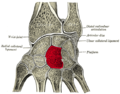 Cross section of wrist (thumb on left). Capitate shown in red.