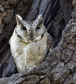 Hindu füleskuvik (Otus bakkamoena)