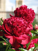 Paeonia "Ruth Clay", bomb flowered