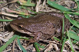 Boreal chorus frog