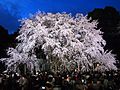 六義園の夜の枝垂桜