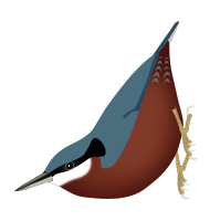 Chestnut-bellied Nuthatch