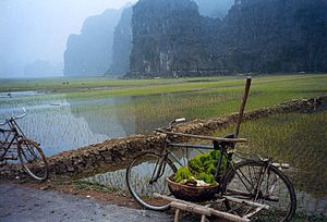 Rice paddies in a karst landscape, Tam Cốc village, Ninh Hải commune