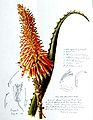 Aloe arborescens