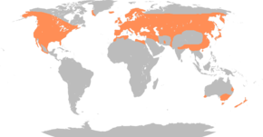 Description de l'image Anas platyrhynchos distribution map.png.