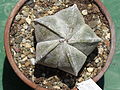 Astrophytum coahuilense