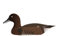 Madagascar pochard (Aythya innotata)