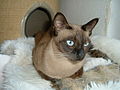 Black mink Tonkinese