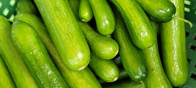 Cucumber plant