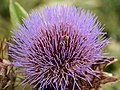 Cynara cardunculus