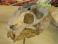 Cranio di Dicynodon