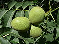 El nogal común o nogal común de Castilla (Juglans regia) es la especie de nogales más difundida en Europa, cultivado frecuentemente para utilizar su madera, sus hojas aromáticas y el fruto comestible que produce. Por George Chernilevsky.