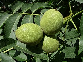 Buah pokok jauzah