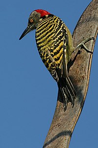 हिस्पानियोलान खतांझंगः Tapping sound of a woodpecker (help·info)