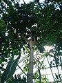 Pachira aquatica (Guyana chestnut) in the Bolz Conservatory