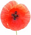 Papaver rhoeas (flor)