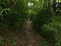 A trail in the woods