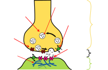 Synapse Illustration unlabeled.svg